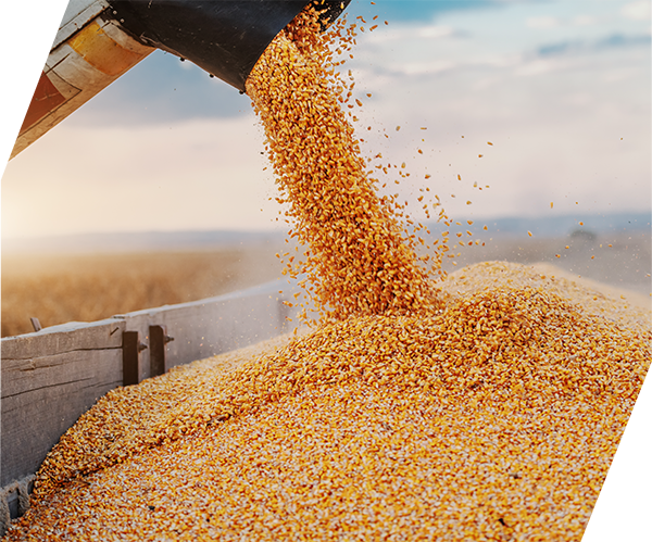 AL_Poly_sm_Grain